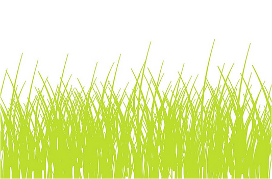 Plat Du Jour Citron Grass Paper Placemats (Pack Of 50)